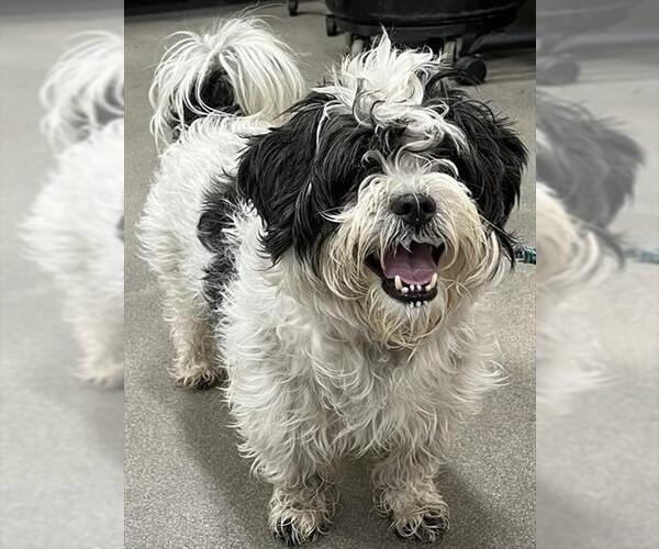 Medium Photo #1 Shih Tzu-Unknown Mix Puppy For Sale in Forestville, MD, USA