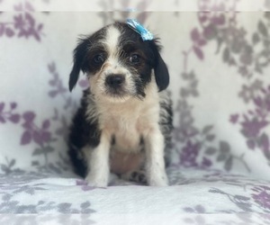 Boston Terrier-Cockapoo Mix Puppy for sale in LAKELAND, FL, USA
