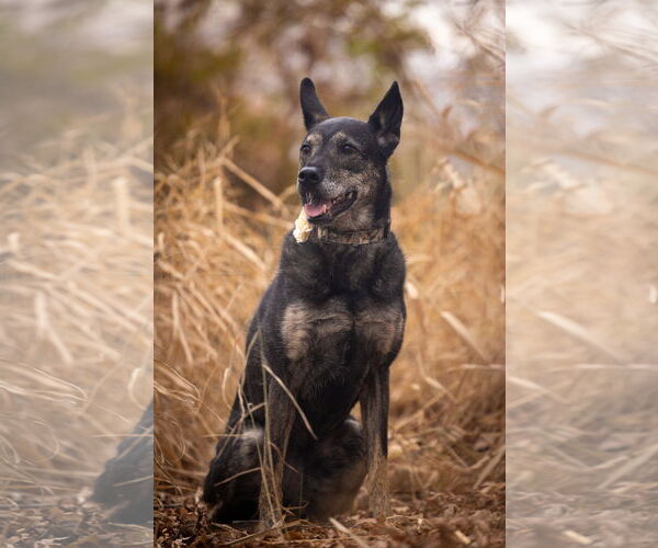 Medium Photo #14 German Shepherd Dog-Unknown Mix Puppy For Sale in Sandy, UT, USA