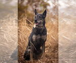 Small #13 German Shepherd Dog Mix
