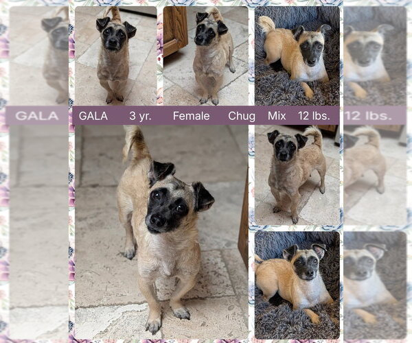 Medium Photo #2 Pug-Unknown Mix Puppy For Sale in Mesa, AZ, USA