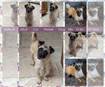Small #1 Pug Mix