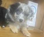 Small #5 Miniature Australian Shepherd