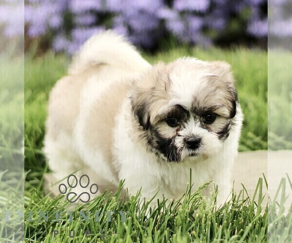 Medium Photo #3 Zuchon Puppy For Sale in RONKS, PA, USA