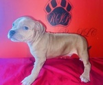 Small #2 American Bully