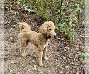 Bentley - Male Labradoodle Dog for Adoption - Photo #2