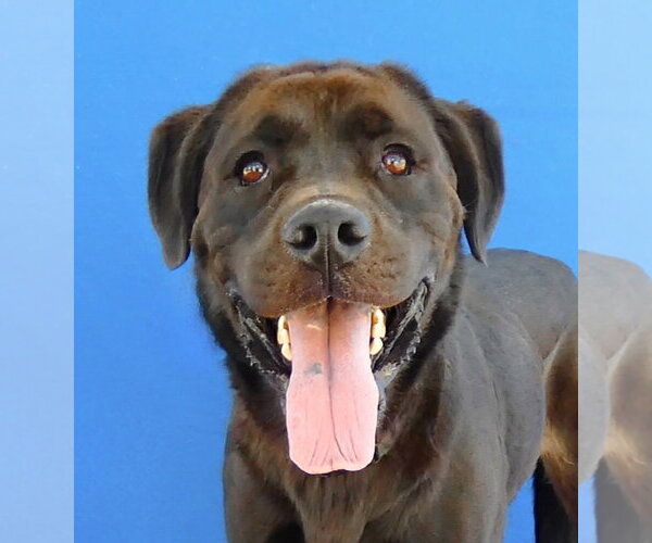 Medium Photo #1 Labrador Retriever Puppy For Sale in Pasadena, CA, USA