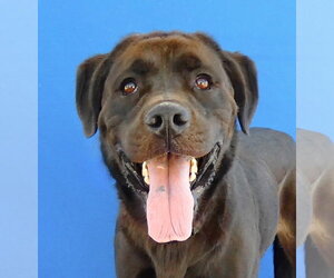 Labrador Retriever Dogs for adoption in Pasadena, CA, USA