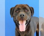 PANTHER - Male Labrador Retriever Dog for Adoption - Small photo