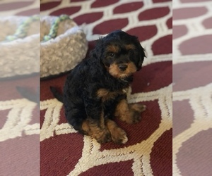 Cavapoo Puppy for sale in MILLERSBURG, OH, USA