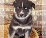 Small Photo #3 German Shepherd Dog-Siberian Husky Mix Puppy For Sale in NEOSHO, MO, USA