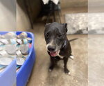 Small #3 Boxer-Staffordshire Bull Terrier Mix