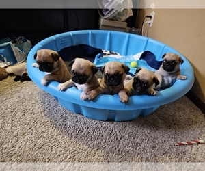 Pug Puppy for sale in ST FRANCIS, MN, USA