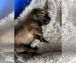 Small Photo #5 Belgian Malinois Puppy For Sale in NASHVILLE, TN, USA
