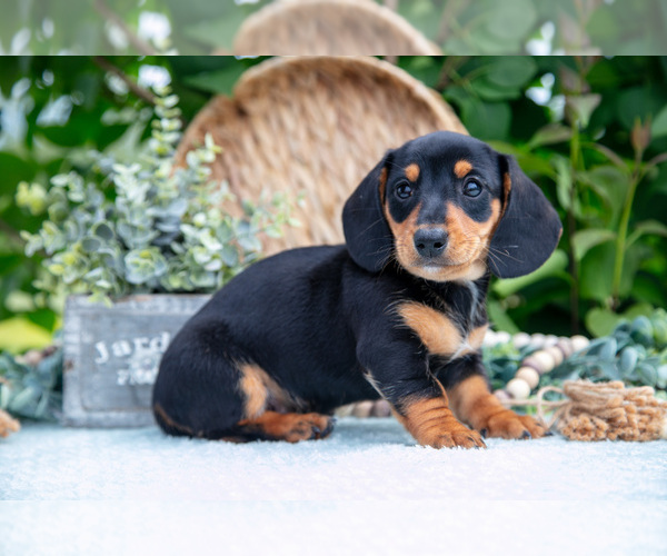Medium Photo #5 Dachshund Puppy For Sale in ELIZABETHTOWN, PA, USA
