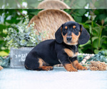 Small #4 Dachshund