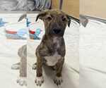 Small #2 Collie-German Shepherd Dog Mix