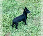 Small Photo #4 Chihuahua-Unknown Mix Puppy For Sale in Gulfport, MI, USA