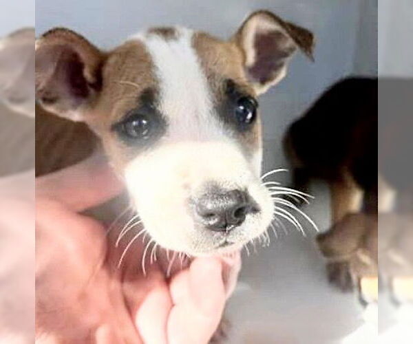 Medium Photo #1 Black Mouth Cur-Unknown Mix Puppy For Sale in Houston, TX, USA