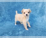 Small Chihuahua Mix