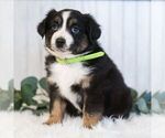 Small Photo #4 Miniature Australian Shepherd Puppy For Sale in REBERSBURG, PA, USA