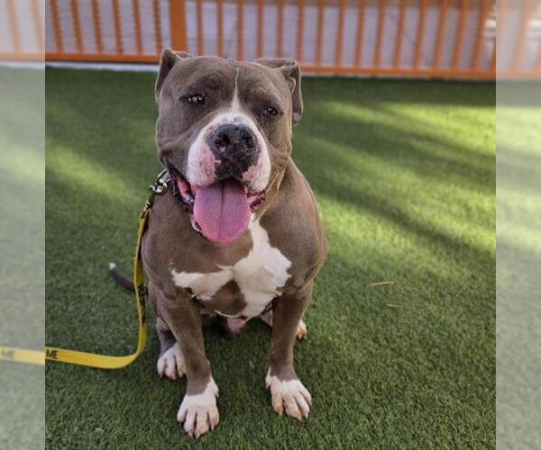 Medium Photo #2 Mutt Puppy For Sale in Las Vegas, NV, USA