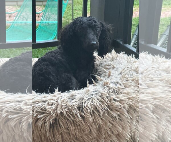 Medium Photo #4 Poodle (Miniature) Puppy For Sale in Mount Pleasant, SC, USA