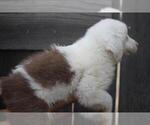 Small Photo #4 Australian Shepherd Puppy For Sale in MODESTO, CA, USA