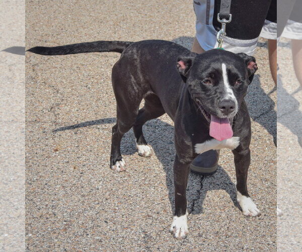 Medium Photo #4 American Bulldog-American Staffordshire Terrier Mix Puppy For Sale in Huntley, IL, USA