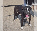 Small #3 American Bulldog-American Staffordshire Terrier Mix