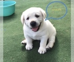 Puppy Atticus Labrador Retriever
