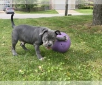 Small Photo #29 American Bully Puppy For Sale in OVERLAND, KS, USA