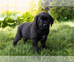 Small Photo #26 Cane Corso Puppy For Sale in WAKARUSA, IN, USA