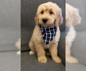 Goldendoodle Puppy for sale in JACKSONVILLE, FL, USA