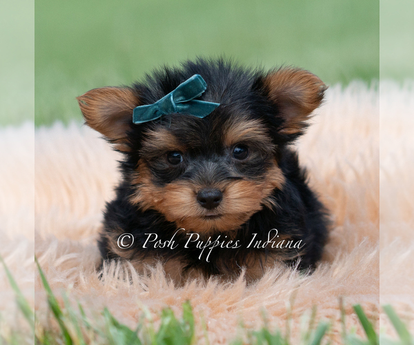 Medium Photo #3 Yorkshire Terrier Puppy For Sale in WARSAW, IN, USA