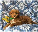 Small Photo #4 Cavapoo Puppy For Sale in KIRKWOOD, PA, USA