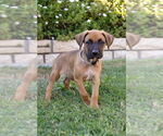 Small #2 Boxer