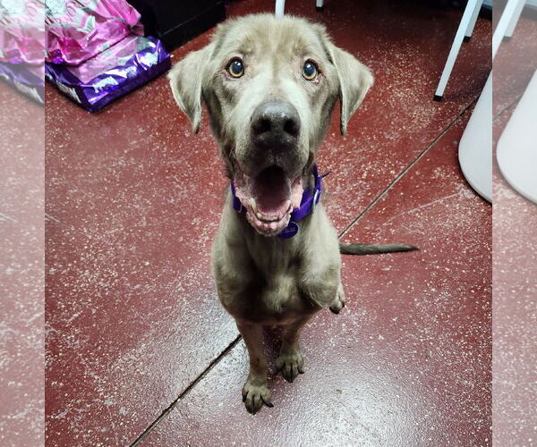 Medium Photo #5 Labrador Retriever-Unknown Mix Puppy For Sale in Fargo, ND, USA