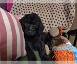 Small Photo #46 Australian Labradoodle Puppy For Sale in W FIELD, NC, USA