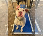 Small #19 American Staffordshire Terrier