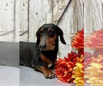 Small Photo #2 Dachshund Puppy For Sale in Sioux Falls, SD, USA