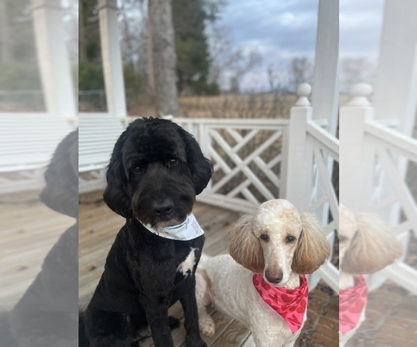 Medium Photo #1 Bernedoodle Puppy For Sale in WELLFORD, SC, USA