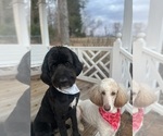 Small Photo #1 Bernedoodle Puppy For Sale in WELLFORD, SC, USA