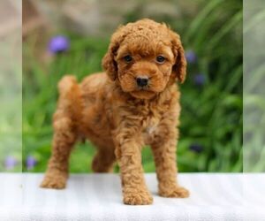 Goldendoodle (Miniature) Puppy for sale in EAST EARL, PA, USA