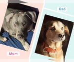 Small #2 American Pit Bull Terrier-Weimaraner Mix