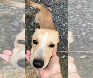 Nyla - Female Labrador Retriever-Unknown Mix Dog for Adoption - Photo #3