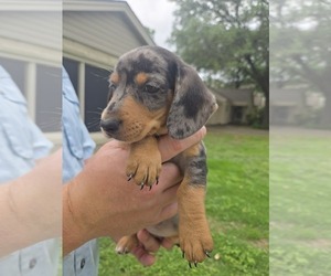 Dachshund Puppy for sale in WEST, TX, USA