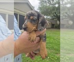 Small Dachshund