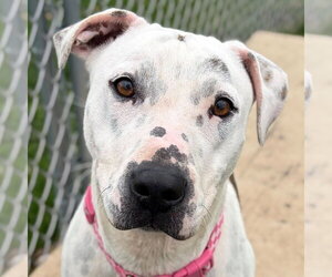 Mutt Dogs for adoption in Jefferson, WI, USA