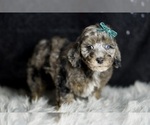 Small #4 Poodle (Toy)